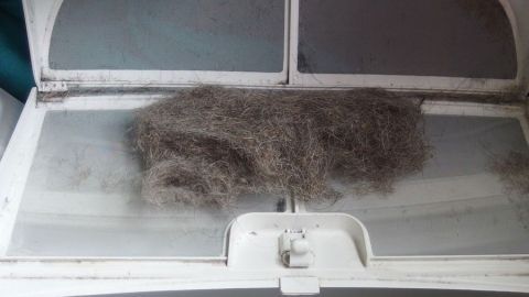 Eine große Menge Tierhaare liegt auf der transparenten Abdeckung eines Wäschetrockners, umgeben von einem pflegebedürftigen Raum.