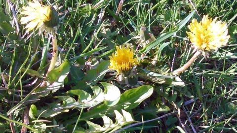 Gelbe Löwenzahnblüten wachsen im Gras, umgeben von grünem Laub, ideal für die Gewinnung von Löwenzahnsaft zur Warzenbehandlung.