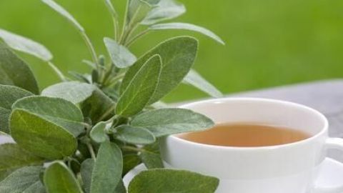 Eine Tasse Salbeitee steht neben frischen Salbeiblättern auf einem Holztisch im Freien vor grünem Hintergrund.