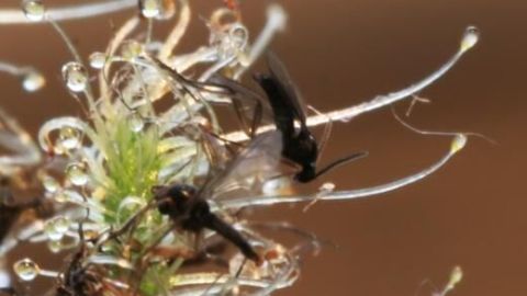 Sonnentau (Drosera) fängt Fruchtfliegen mit klebrigen Tentakeln in einer natürlichen Umgebung.