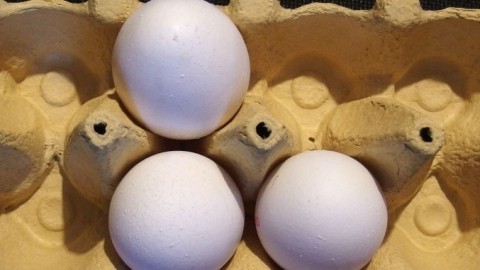 Eier von "alten Hennen" - Vorsicht