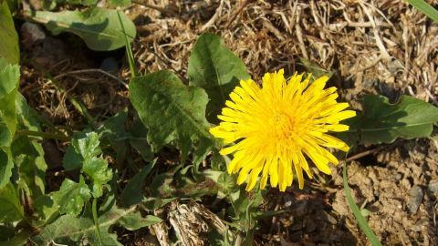 Eine leuchtend gelbe Löwenzahnblüte wächst auf trockenem Boden, umgeben von grünem Blattwerk und Erde.