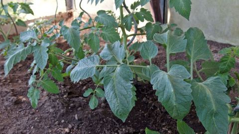 Tomatenpflanzen wachsen in einem Gewächshaus, umgeben von Erde, während Brennnessel als Dünger eingesetzt wird.