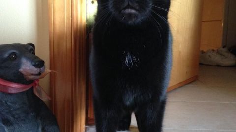 Ein schwarzer Kater steht auf einem Teppich und schaut direkt in die Kamera, während eine Bärenfigur daneben steht.
