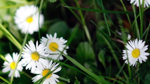 Weiße Kamilleblüten wachsen in einem grünen Umfeld und bringen die Gesundheit durch Kamillentee bei Halsschmerzen.