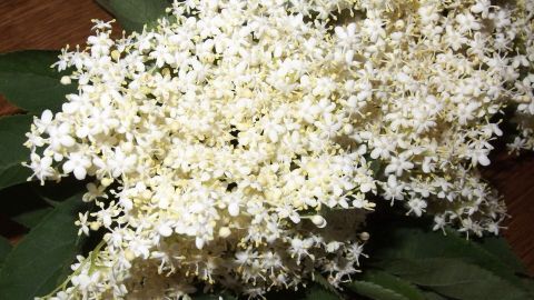 Holunderblüten von Insekten befreien