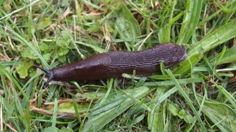 Mit Streusalz kannst Du Schnecken effektiv vertreiben. Dieser praktische Tipp zeigt, wie Du lästige Gäste aus Deinem Garten fernhältst. Schütze Deine Pflanzen und halte den Garten schneckenfrei! Eine dunkle Schnecke kriecht langsam über grünes Gras, während sie nach Nahrung sucht und von Streusalz abgehalten wird.
