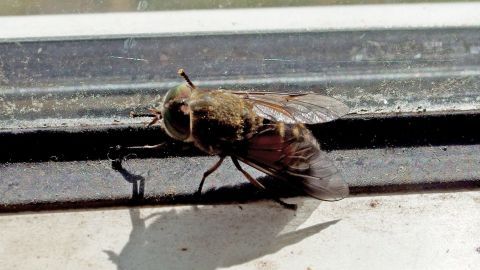 Eine große Fliegenart sitzt auf einem Fensterrahmen und wird von Sonnenlicht beleuchtet, während sie sich bewegt.