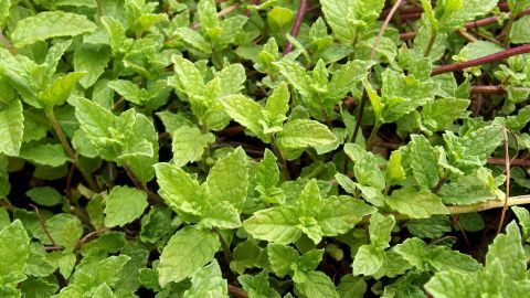 Frische Pfefferminzblätter wachsen dicht beieinander im Boden und bilden eine grüne, aromatische Fläche.