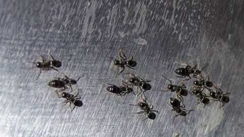 Kleine Ameisen bewegen sich über eine glatte Oberfläche, möglicherweise in einem Bereich, der mit Teebaumöl behandelt wurde.