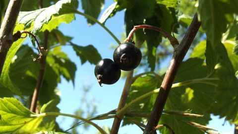 Johannisbeeren ernten, ohne sich die Finger "schmutzig" zu machen: Beeren mit einer Gabel von den Ästchen abstreifen. Schwarze Johannisbeeren hängen an einem Ast, während sie in der hellen Sonne vor blauem Himmel reifen.