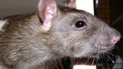 Ratte schaut aufmerksam in die Ferne, während sie in einem Käfig sitzt. Im Hintergrund ist Gitterwerk erkennbar.