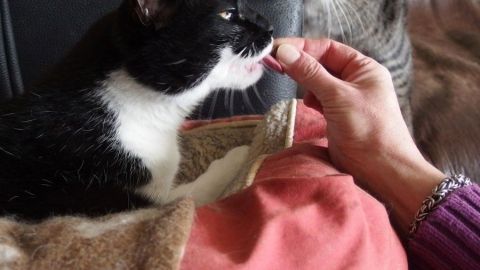 Eine Hand verabreicht einer Katze eine Tablette, während eine zweite Katze im Hintergrund sitzt, auf einem weichen, bunten Untergrund.