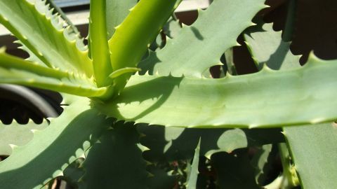 Aloe Vera-Pflanze mit saftigen, grünen Blättern wächst in einem Topf. Sie strahlt eine natürliche Heilwirkung aus.
