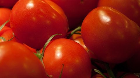 Tomaten bei Sonnenbrand