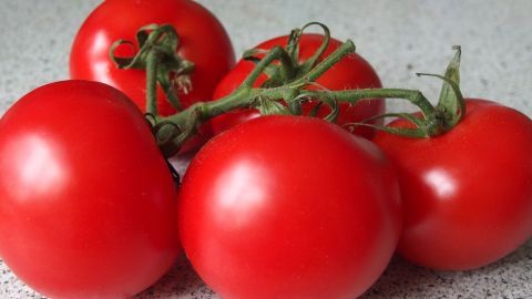 Reife Tomaten liegen gruppiert auf einer hellen Arbeitsplatte und sind bereit zur richtigen Aufbewahrung.