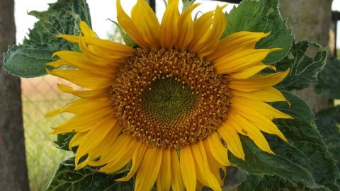 Eine leuchtende Sonnenblume steht inmitten grünem Laub und strahlt in einem ländlichen Garten voller Licht.