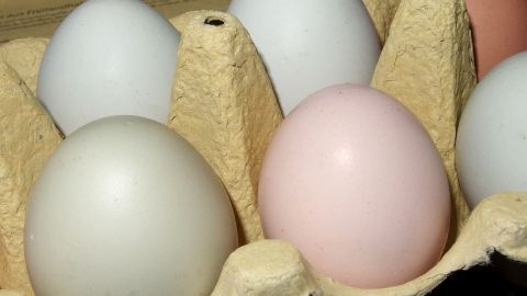 Weiße und rosa Eier in einem Eierkarton stehen nebeneinander, während die Frage nach roh oder gekocht diskutiert wird.