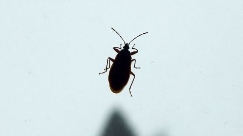 Ein schwarzes Insekt schwebt vor einem hellen Hintergrund, während es möglicherweise durch Haarspray angegriffen wird.