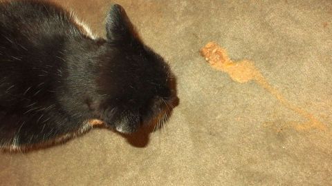Ein schwarzer Kater liegt neben einem Fleck auf dem Teppich, wo er erbrochen hat, während er neugierig schaut.