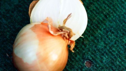 Lass die Zwiebel einfach auf dem Fleck liegen und habe Geduld. Das dauert eine ganze Weile. Eine halbierte Zwiebel liegt auf einem grünen Teppich, bereit zur Anwendung gegen Brandflecken.