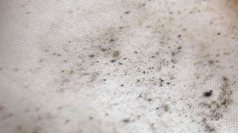 Ein verschmutzter Stoff zeigt viele schwarze Stockflecken, die auf Schimmel hinweisen, in einem hellen, eher neutralen Umfeld.