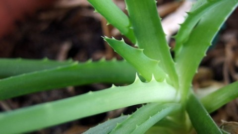 Aloe Vera Pflanze - die günstige Hausapotheke