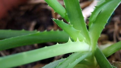 Grüne Aloe Vera Pflanze mit spitzen Blättern wächst in der Erde und ist ein nützliches Element der Hausapotheke.
