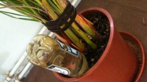 Eine durchsichtige Flasche steht in einem Blumentopf, während Pflanzenstängel um sie herum wachsen und Wasser speichern.