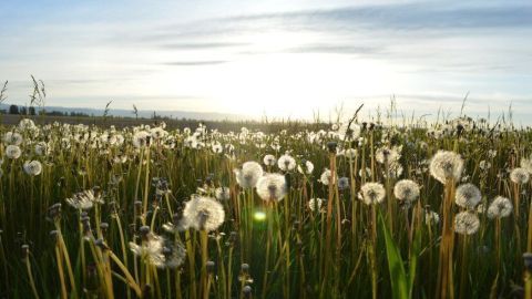 Ein Feld voller Löwenzahnblüten steht im Sonnenlicht, während die Blumen sanft im Wind wiegen und die Landschaft prägen.