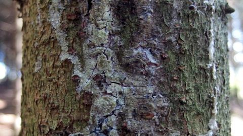 Baumharz kann man mit Nagellackentferner prima entfernen. Ein Baumstamm mit rauer Rinde zeigt Spuren von Baumharz, das möglicherweise mit Nagellackentferner entfernt werden kann.