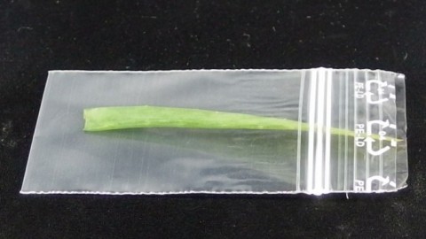 Aloe Vera einfrieren und als Hautcreme verwenden