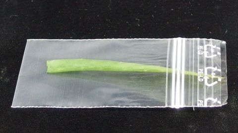 Ein grüner Aloe Vera-Stängel liegt in einem durchsichtigen Beutel und bereit zum Einfrieren als Hautcreme.