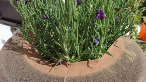 Ein blühender Topf mit Erde ist sicher durch eine Strumpfhose geschützt, um Kinder und Katzen fernzuhalten.