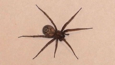 Was tun, wenn man eine Spinnenphobie hat, die dicke Spinne aber direkt vor einem sitzt? Eine Spinne sitzt auf einer hellen Fläche, während ein Staubwedel sich ihr nähert, um sie zu entfernen.