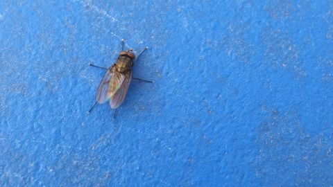 Eine Fliege sitzt auf einer blauen Oberfläche, was auf einen möglichen Befall und die Notwendigkeit von Wasserbeuteln hinweist.