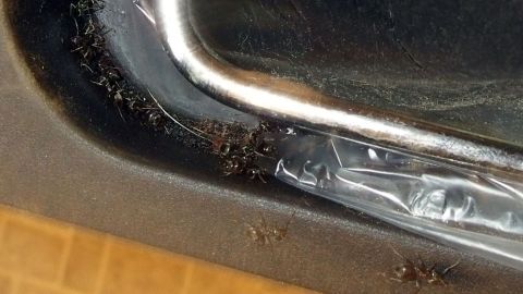 Kreide liegt neben einer Ansammlung von Ameisen, die entlang einer schmalen, dunklen Kante krabbeln.