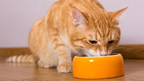 Eine Katze frisst aus einer orangen Schüssel auf einem Holzfußboden, was häufig zu Erbrechen führen kann.