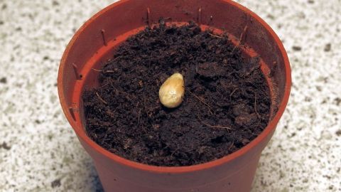 Ein Zitronenkern liegt in einem Blumentopf mit Erde, bereit zum Einpflanzen, auf einer Arbeitsfläche aus Granit.