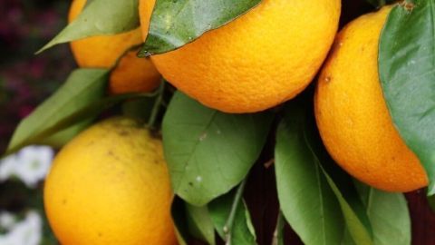 Regelmäßiges Putzen mit Orangenreiniger hilft gegen Silberfischchen. Diese mögen den Geruch von Orangen nicht. Reife Orangen hängen an einem Zweig, umgeben von grünen Blättern, die fruchtige Frische in einem Garten vermitteln.