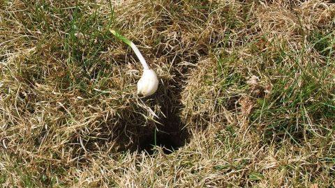 Mithilfe von Knoblauch Wühlmäuse aus dem Garten verschwinden lassen. Eine Knoblauchzehe steht über einem Loch im Gras, das als Wühlmausversteck dient, um diese aus dem Garten zu vertreiben.