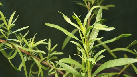 Frische Estragonzweige wachsen lebendig aus einem Topf, umgeben von einem dunklen Hintergrund, bereit für hausgemachten Estragon-Essig.