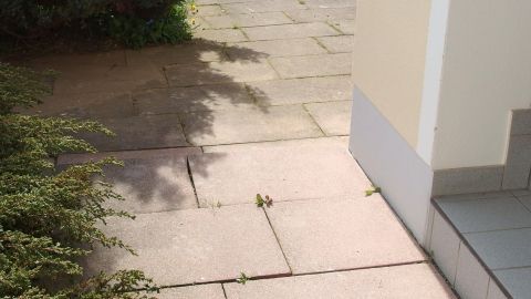 Auf der Pflasterfläche kriechen Ameisen entlang, umgeben von Gras und einem Gebäudewinkel, wo möglicherweise Spülmittel verwendet wird.