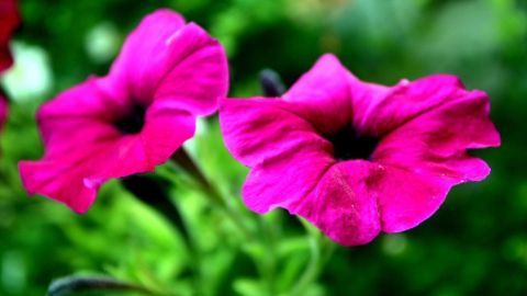 Zwei leuchtend pinke Blumen blühen auf hellgrünen Stielen in einem verschwommenen, grünen Gartenhintergrund.