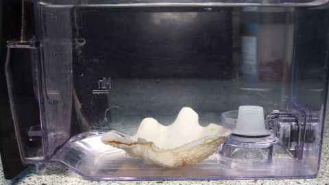 Ein Muschelähnliches Objekt liegt im Wassertank eines Haushaltsgeräts, um Kalk im Wasserkocher zu reduzieren.