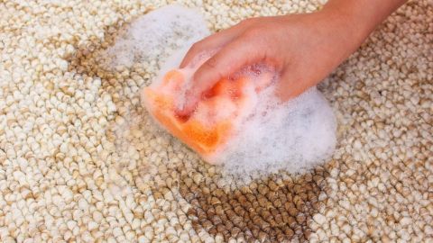 Hartnäckige Flecken lassen sich mit dieser Methode super schnell entfernen. Eine Hand mit einem Schwamm reinigt einen Teppich mit Waschmittel, um Flecken zu entfernen.