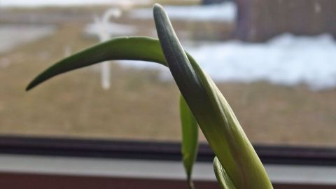 Keimende Zwiebeln in einen Blumentopf pflanzen und das junge Grün genießen. Eine grüne Zwiebel - sie wächst und entfaltet sich vor einem Fenster, während draußen Schnee sichtbar ist.