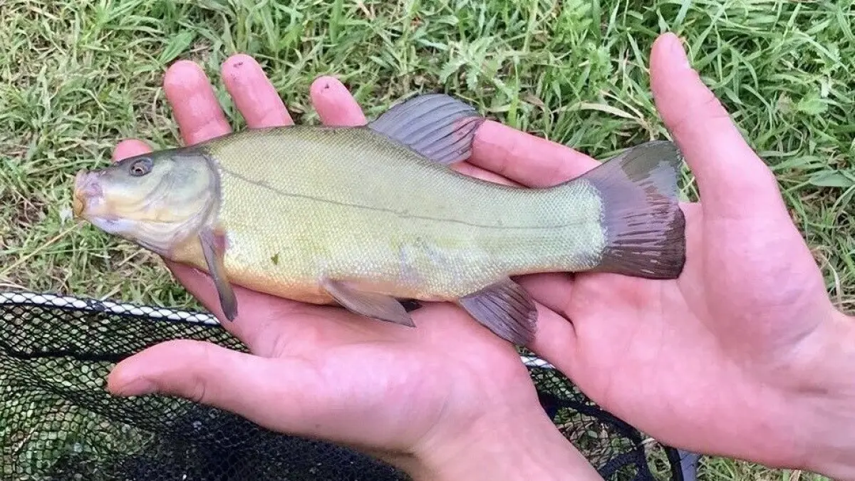 Ein Mensch h&auml;lt einen kleinen Fisch in beiden H&auml;nden &uuml;ber einem Netz, umgeben von gr&uuml;nem Gras.
