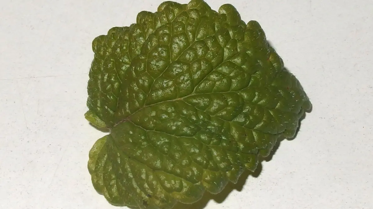 Ein frisches Blatt Zitronenmelisse liegt auf einer hellen Oberfl&auml;che, bereit zur Verwendung in der Produktion von Melissengeist.