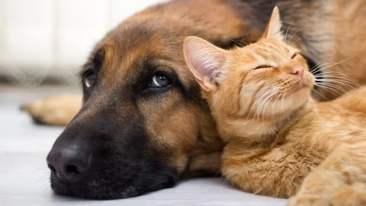 Ein Hund und eine Katze liegen entspannt zusammen auf dem Boden in einem hellen Raum.